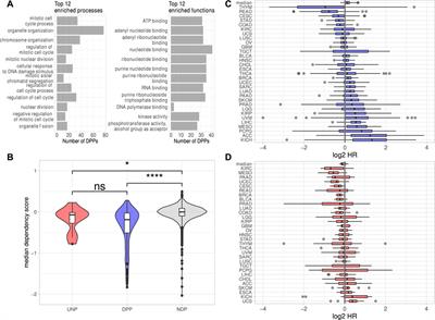 IGF2BP1, a Conserved Regulator of RNA Turnover in Cancer